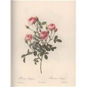 [REDOUTÉ] LES MERVEILLEUSES ROSES - Pierre-Joseph Redouté. Introduction de Gabrielle Townsend