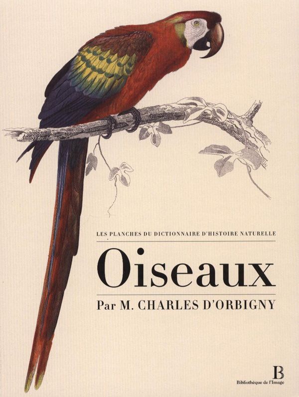 Les Planches Du Dictionnaire Dhisoire Naturelle Mammifères Oiseaux